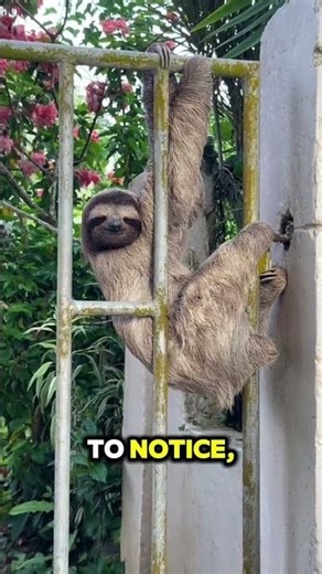 Sloth why they move so slowly 🦥#animals #fact #viral #animal #fypシ゚viral