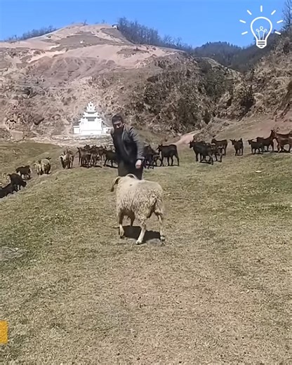 1.8K views | Human playing a game with shee | One One Mini | Facebook