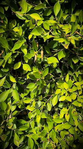 Effortless Security, Anywhere — eufyCam C35 installs in seconds with magnetic, hanging, screw-in, or flat-surface mounting. Compact, wireless, and IP67 weatherproof for indoor or outdoor protection. 👉 https://eufyofficial.com/eufy-c35 | eufy