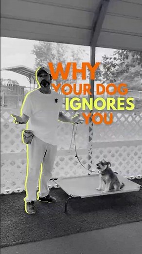 Recall Training: Fix the #1 Reason Your Dog Ignores the “Come” Command