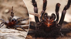 What to do if you spot a funnel-web spider