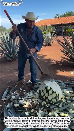 Agave Harvesting Process | Traditional Farming That Boosts Productivity