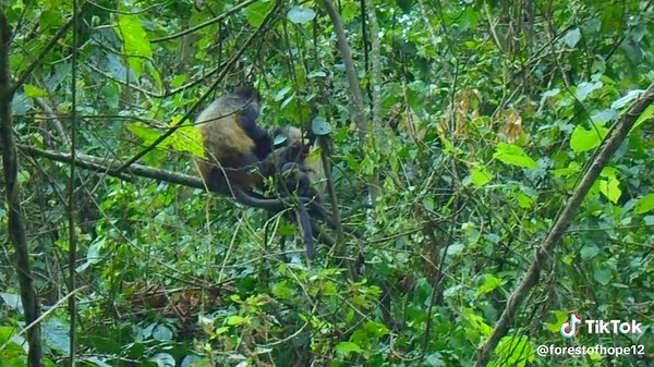 These are Golden monkeys living in @Gishwati_Mukura. Do you know that you can visit them through the offered park experience? @visitrwanda_now . More info: https://fharwanda.org/?How-to-visit-Gishwati-Mukura-National-Park