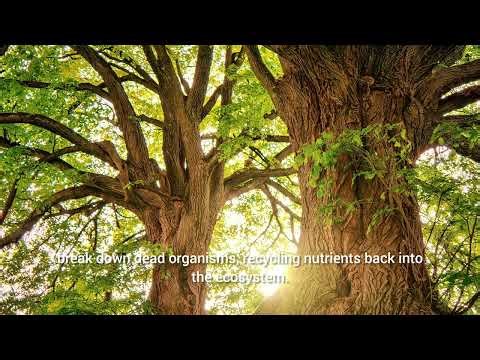 What is an ECOSYSTEM and How Are Living Things Connected?@environment