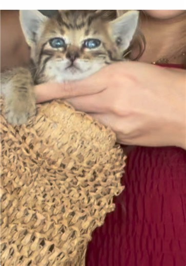 Boomshell sur TikTok