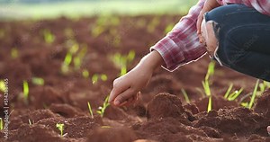 Farmer's hands touching dry ground,Farmer holding ground in hands,checking soil ,hand with fertile soil.