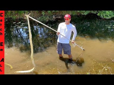 SPEAR FISHING For GIANT SNAKES! **Invasive Pythons in Florida Everglades**