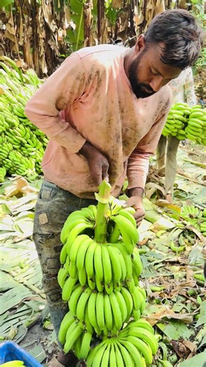 #vethisthingwithplants Banana 🍌cutting ✂️and packing part 9201 #farming #supercell