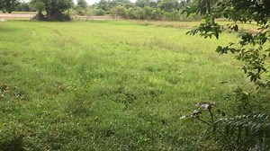 Building the Most Beautiful Natural Swimming Pool