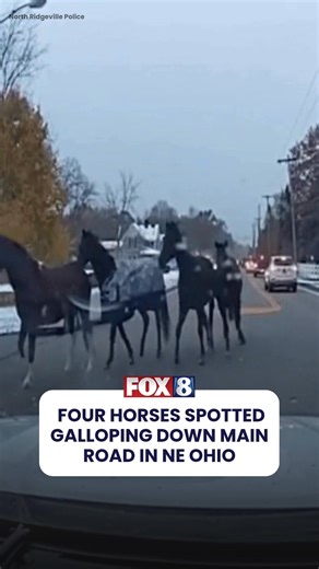 WILD CHASE! https://fox8.com/news/animal-chase-four-horses-spotted-galloping-down-main-road-in-north-ridgeville/ | Fox 8 News