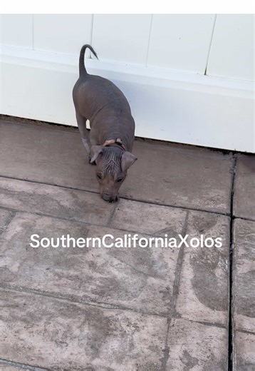 Discover Xoloitzcuintle Puppies in Nebraska