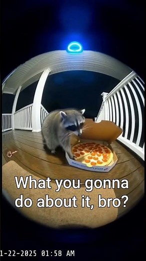 Raccoon steals ENTIRE Domino’s pizza at 2AM and stares me down like a boss 💀🍕#youtubeshorts