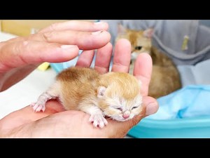 Our dad meets and picks up a newborn kitten in his hands for the first time. Reaction of mom cat