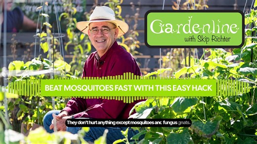 1.1K views | Summer mosquito battles got you down? Here's a...