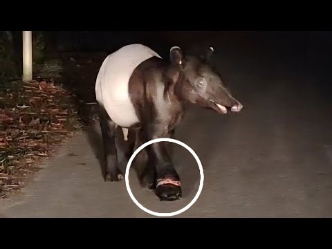 An adult wild male tapir with injured foot seen near hulu langat. Rescued team already deployed.
