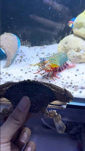 What Happens When a Mantis Shrimp Fights a Crab?