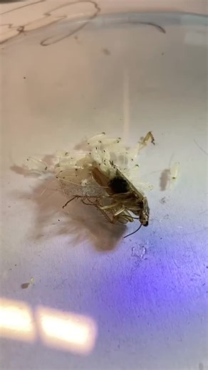 Peski on Instagram: "This is how German roaches start infesting your home."