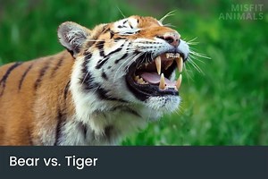 Bear Vs. Tiger: Who Wins In A Fight? (Main Differences)