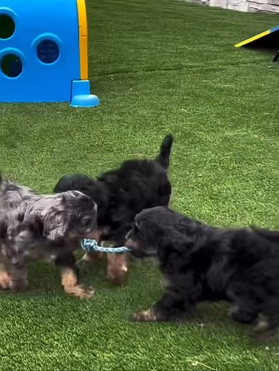 Maureen's adorable cavapoo puppies for rehoming and adoption on Reels