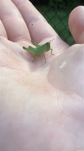 Locust invasion! #crazy #shorts #insects #nature #outdoors #locusts