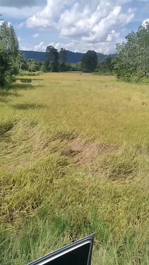 Rice Farming Techniques in Rural Agriculture