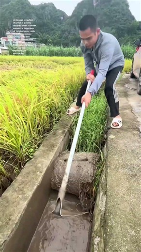 Removing Massive Grass Roots to Unclog an Irrigation Canal