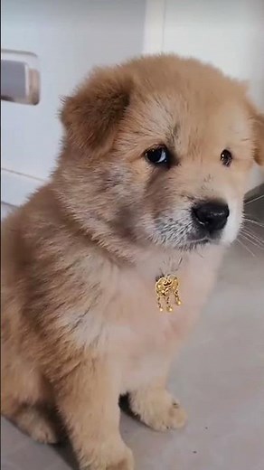 🐶Funny Dog🥰WHO'S TOUGH🐶