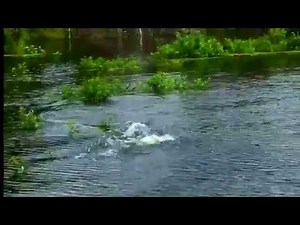 StutterStep action on Sam Rayburn community hole