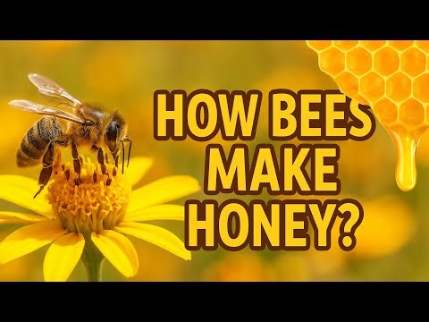 How Do Bees Make Honey? 🍯🐝 Explained Simply!