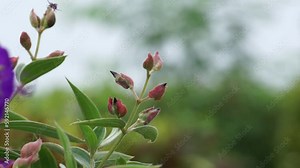 Tibouchina urvilleana (Also called glory bush, lasiandra, princess flower, pleroma, purple glory tree) in nature. It can be trained as a vine and grown on a trellis