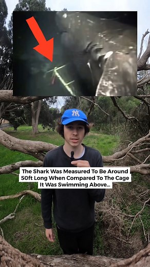 135K views · 2K reactions | The Largest Animals Caught On Camera Deep In The Ocean… #scary #animals #trending | Tcezy | Facebook