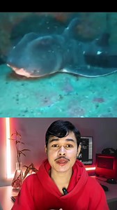 356K views · 8.8K reactions | ពងរបស់ត្រីឆ្លាមមួយប្រភេទនេះ ស្រដៀងទៅនឹងផ្លែរស្វាន麗麗 ________________ #Hornshark #Heterodontidae #shark #Knowledge #Reaction #Trending #Viralvedeo #Mrveasna | Mr.Veasna | Facebook