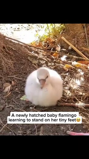 Check out our adorable flamingo bracelet in our bio! With each purchase, 25% of all proceeds are donated to our trusted wildlife charities dedicated to saving flamingos and preserving their homes. Your support can make a real difference! Shop now and help make an impact! Did you know flamingo chicks aren’t born pink? When they hatch, they’re covered in soft, fluffy gray feathers. Their famous pink hue comes much later—thanks to their diet. As they grow, flamingos start eating food rich in carote