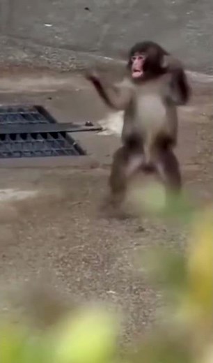 The Punch of Japan! 🥊 Meet the World’s Feistiest Baby Monkey