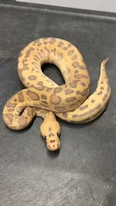 Burnt Orange Snake #shorts #snakes #ballpython #ballpythons #ballpythonsofinstagram #snakebreeder #ballpythonbreeder #fyp #fypシ | Rodents & Royals