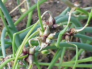 Tree onion - Alchetron, The Free Social Encyclopedia