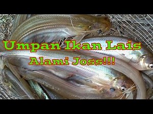 Umpan Mancing Ikan Lais Paling Jitu - Terbukti!!!