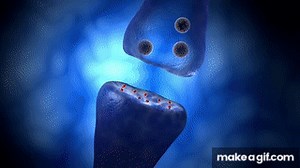 Neural Conduction, Action Potential, and Synaptic Transmission on Make a GIF
