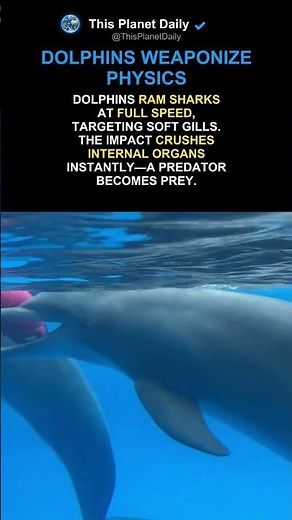 How Dolphins Kill Sharks With One Blow