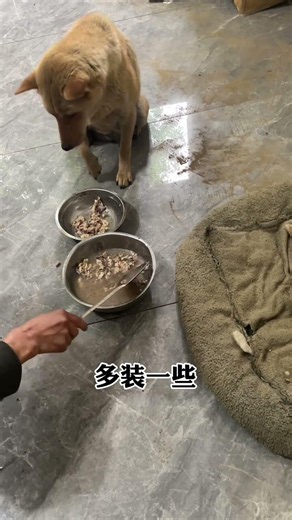Auntie Dou, recovering from childbirth, never forgets her mother.#funny #pets #cute #adoreble
