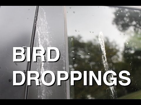 How to Safely Remove Bird Droppings