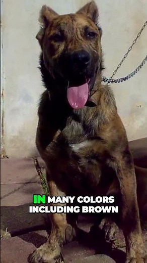 Meet the Rare and Intimidating Dogo Sardo