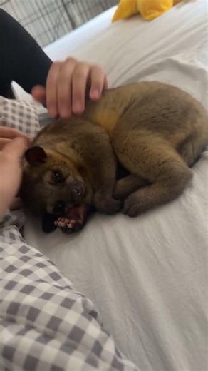 Cutest rare pet in the world kinkajou