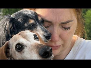 LAST DAY with OLiVE and KOOPA ❤️‍🩹 Dogs Funeral on pirate island for our final family goodbye