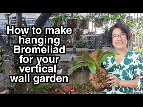 HOW TO MAKE HANGING BROMELIAD PLANTS FOR YOUR VERTICAL GARDEN / STEP BY STEP TUTORIAL + Update