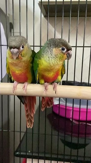Yellow sided conure talking 😀😀