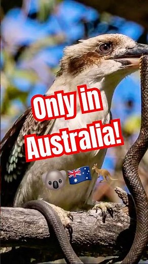 National Anthem of STRAYA (to the tune of Hey Ya)