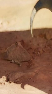 Dinosaurs🦕🦖 #dinosaurword #dinosaur | Dinosaurs Zoo