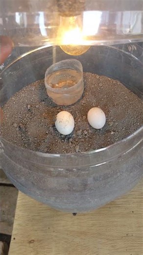 percobaan menetaskan telur merpati #pigeon #tutorial #cobacoba #fypシ゚viral