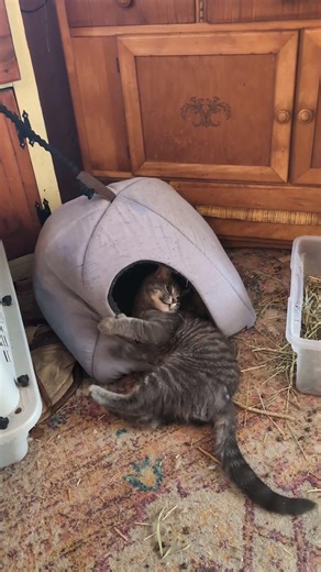 Jack testing the bunny tent Jack proof anchor system 🐈‍⬛🩵🐰